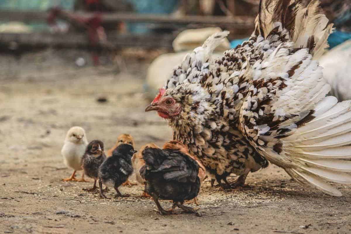 As a Hen Gathereth her Chickens